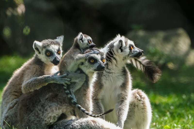 Group Excursions