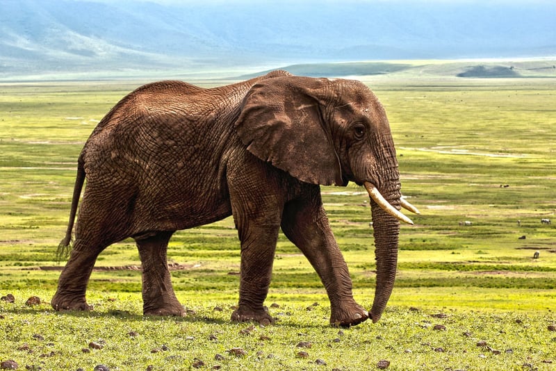 Maasai Mara